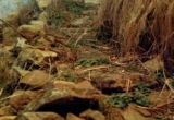 Тропа на языческое святилище городища Гиляч. IV - VIII вв. (Gilyach shaharda, medjisu tabiniuchu djerge dzholchuk. IV - VIII öö.)