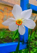 весны.JPG